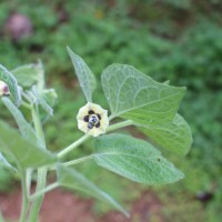 Physalis peruviana L.